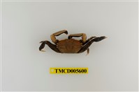 藏品(特氏大眼蟹)的圖片